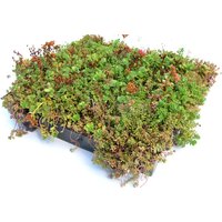 Groendak Sedum 54x54cm